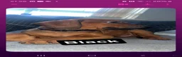 Rhodesian Ridgeback dogs for sale: Rhodesian ridgeback pups 1 girl 1 boy - Advert 5