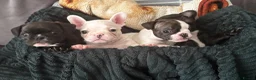 French Bulldog dogs for sale:  French bulldog puppies 1 male 1 female left - Advert 5