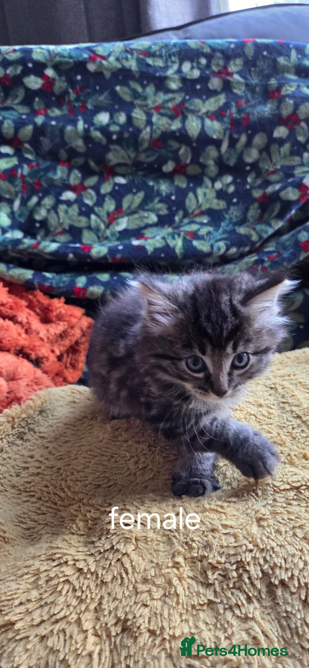 Mixed Breed cats for sale: Mixed bread kittens  - Advert 2