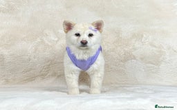 Mixed Breed dogs for sale: Stunning chowsky puppies for sale  - Image 4