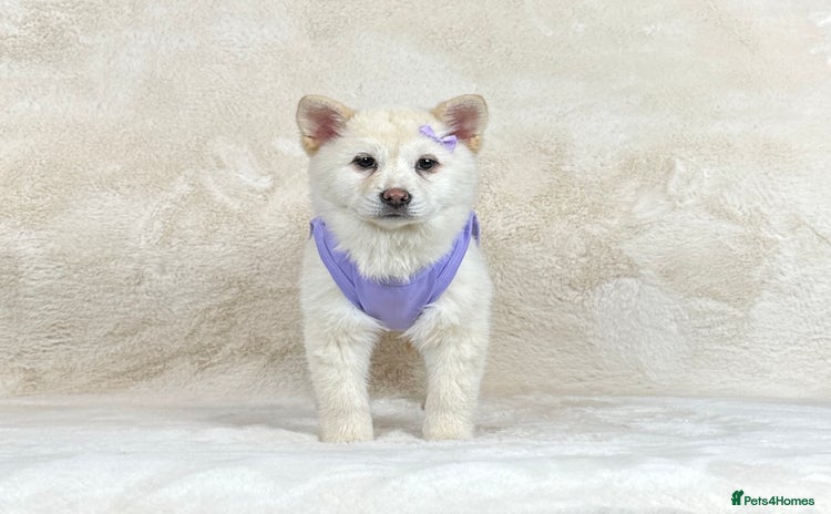 Mixed Breed dogs - Advert 6