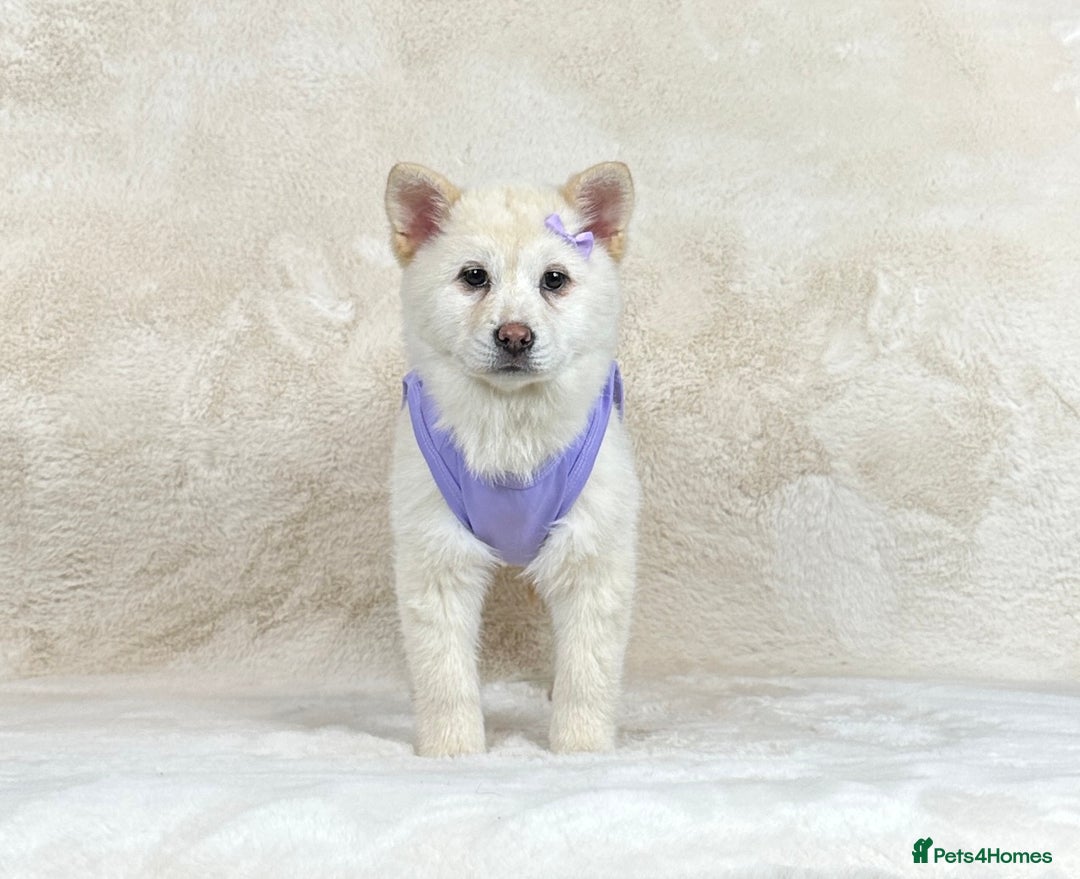 Mixed Breed dogs for sale: Stunning chowsky puppies for sale  - Image 4