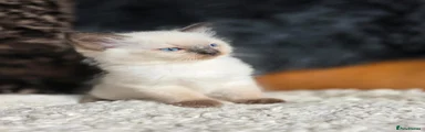 Ragdoll 4 Boy