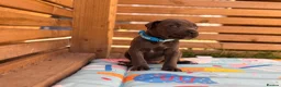 Cane Corso dogs for sale: Stunning cane corso 🐶 - Advert 9