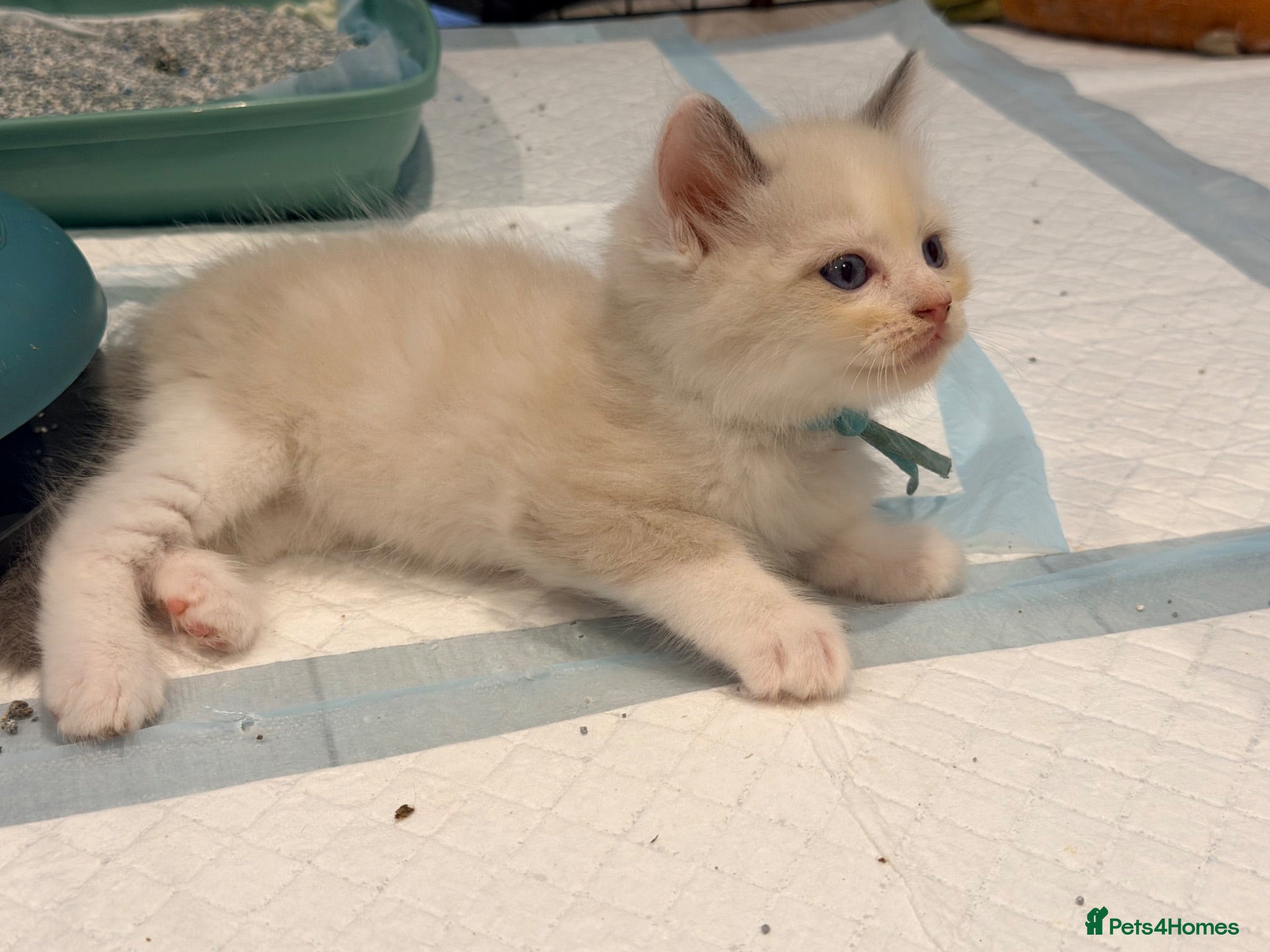 Ragdoll cats ⭐️ Meet Our Beautiful Ragdoll Babies ⭐️ - Advert 18