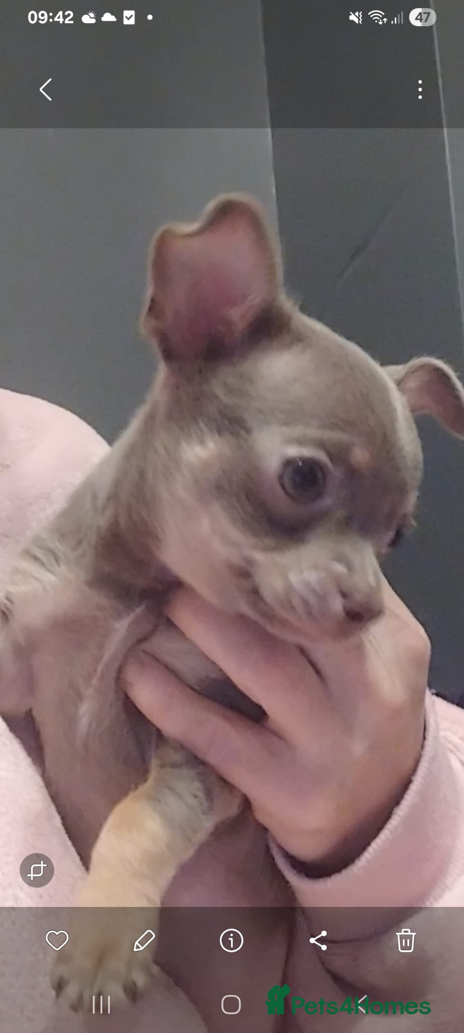 Chihuahua dogs Full KC lilac chihuahua pup for sale, Ready Now - Advert 2