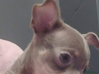Chihuahua dogs Full KC lilac chihuahua pup for sale, Ready Now - Advert 16