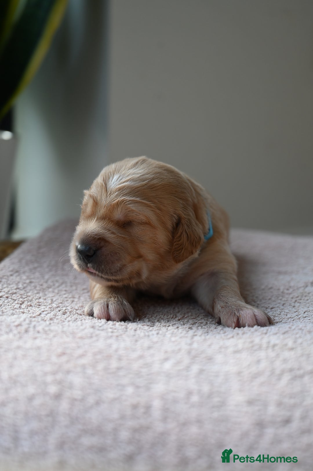 Golden Retriever dogs for sale: Golden Retriever pups for sale - Advert 14