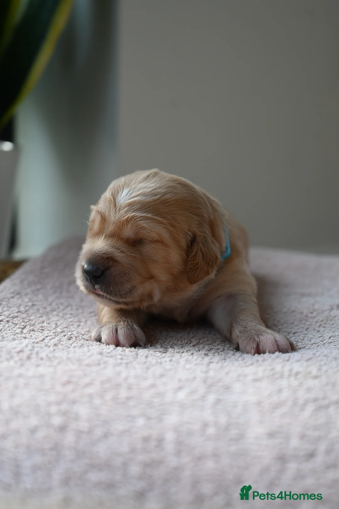 Golden Retriever dogs for sale: Golden Retriever pups for sale - Advert 15