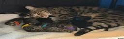 Bengal cats for sale: Bengal mix kittens  in Prestatyn - Advert 1