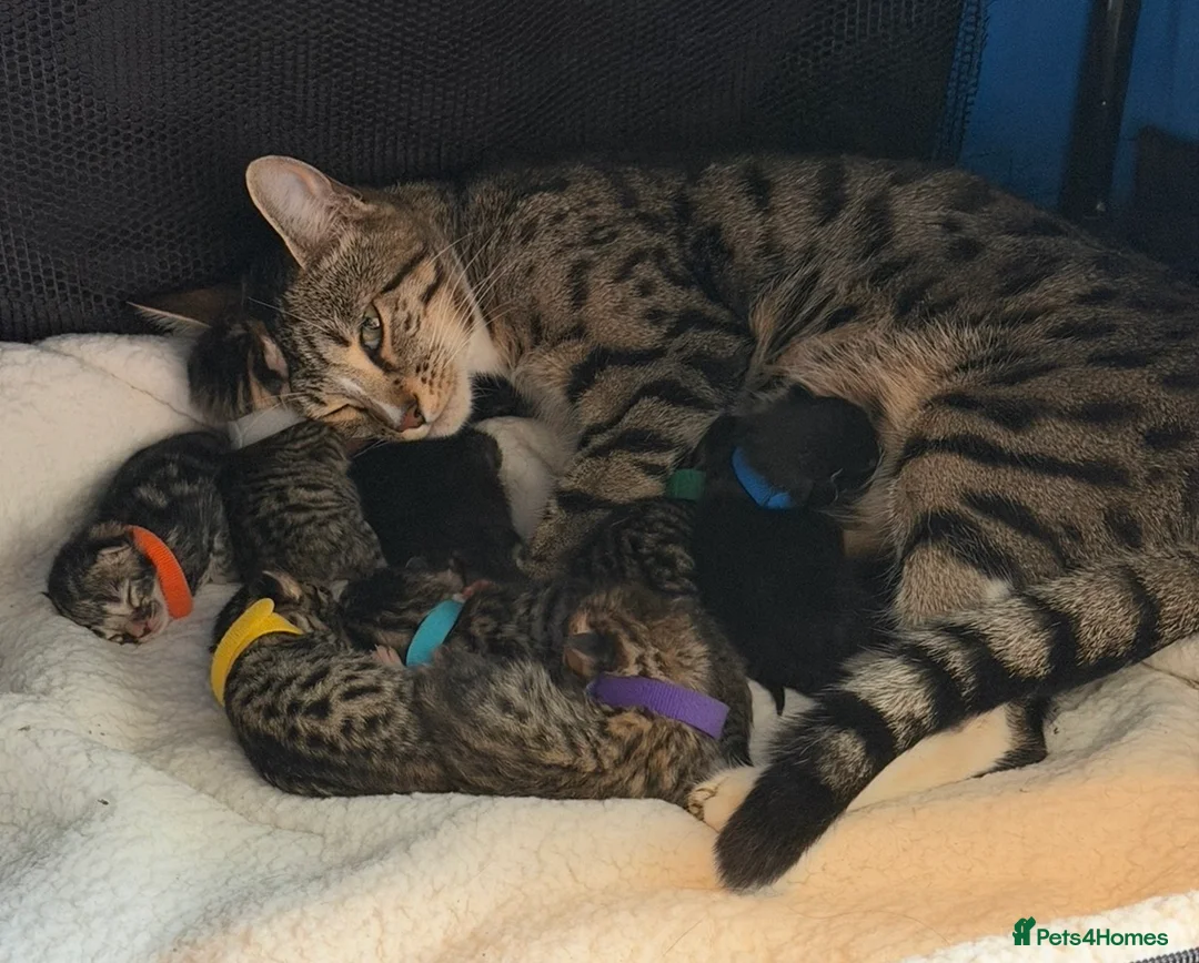 Bengal cats for sale: Bengal mix kittens  in Prestatyn - Advert 1