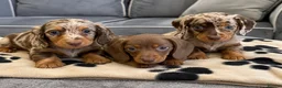 Miniature Dachshund dogs for sale: Miniature dachshunds looking for forever homes 🐾 - Advert 1