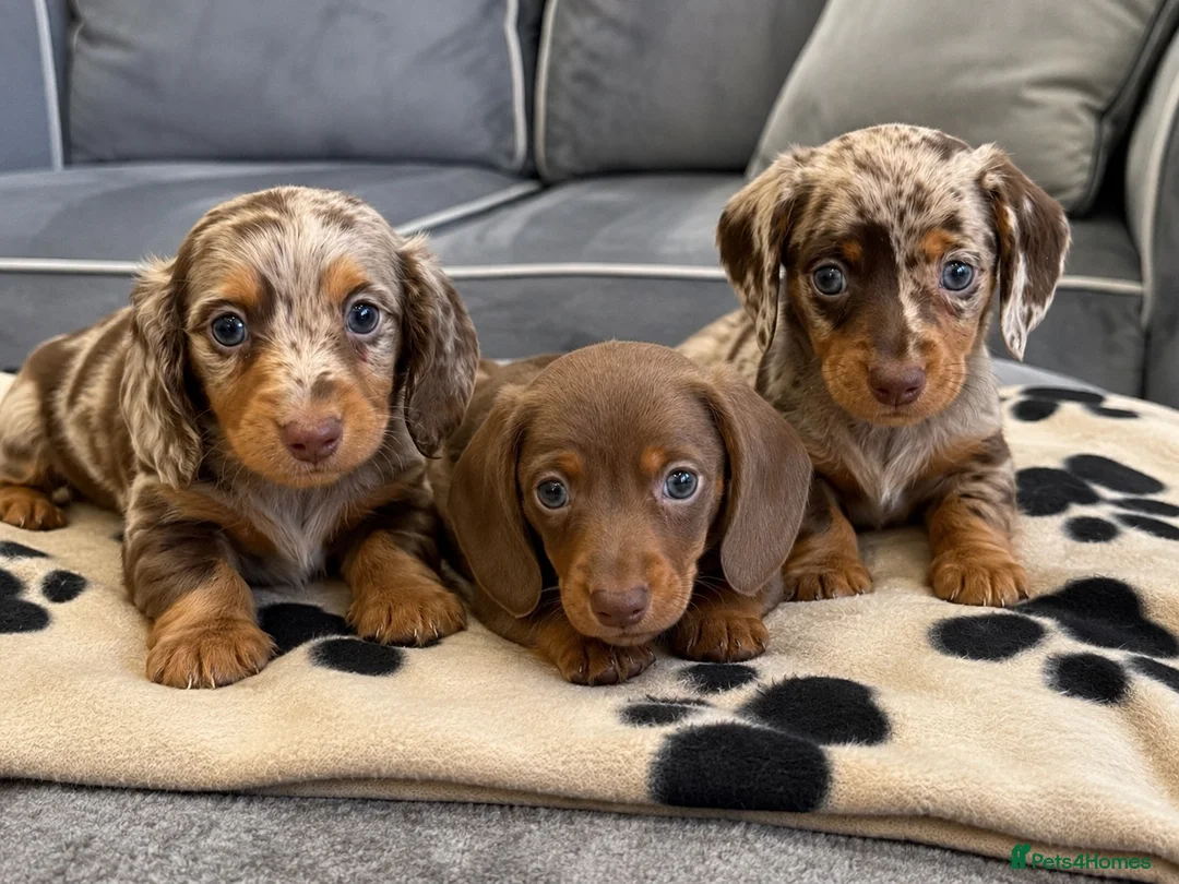 Miniature Dachshund dogs for sale: Miniature dachshunds looking for forever homes 🐾 - Advert 1