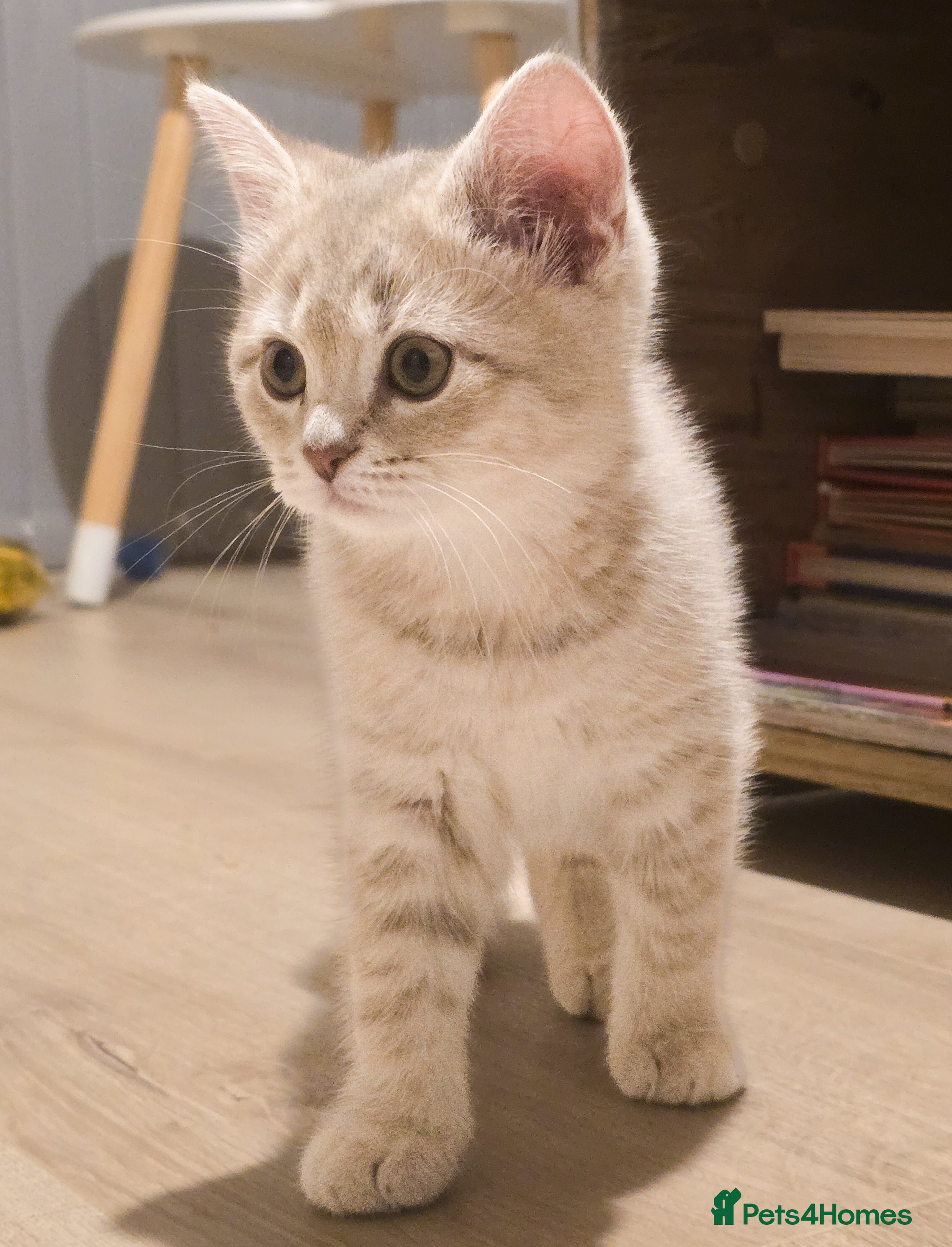 Scottish Fold cats Gorgeous colour Scottish straight kitten girl - Advert 2