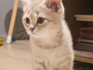 Scottish Fold cats Gorgeous colour Scottish straight kitten girl - Advert 2