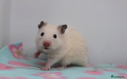 Hamster rodents for sale: Male and female syrian hamsters  - Image 1