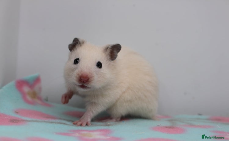 Hamster rodents - Advert 3