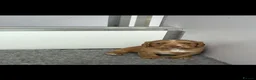 Cocker Spaniel dogs for sale: Kc Registered Cocker Spaniel Pups - Advert 10