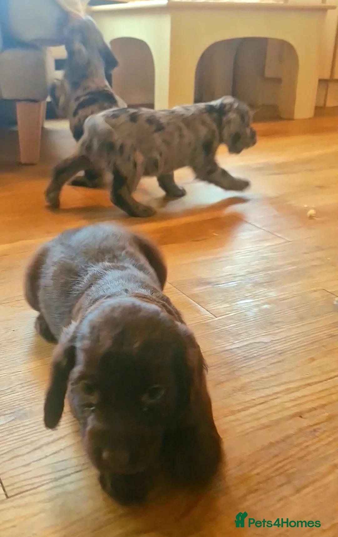 Cocker Spaniel dogs for sale: Mixed litter of Cocker Spaniel puppies  - Advert 11