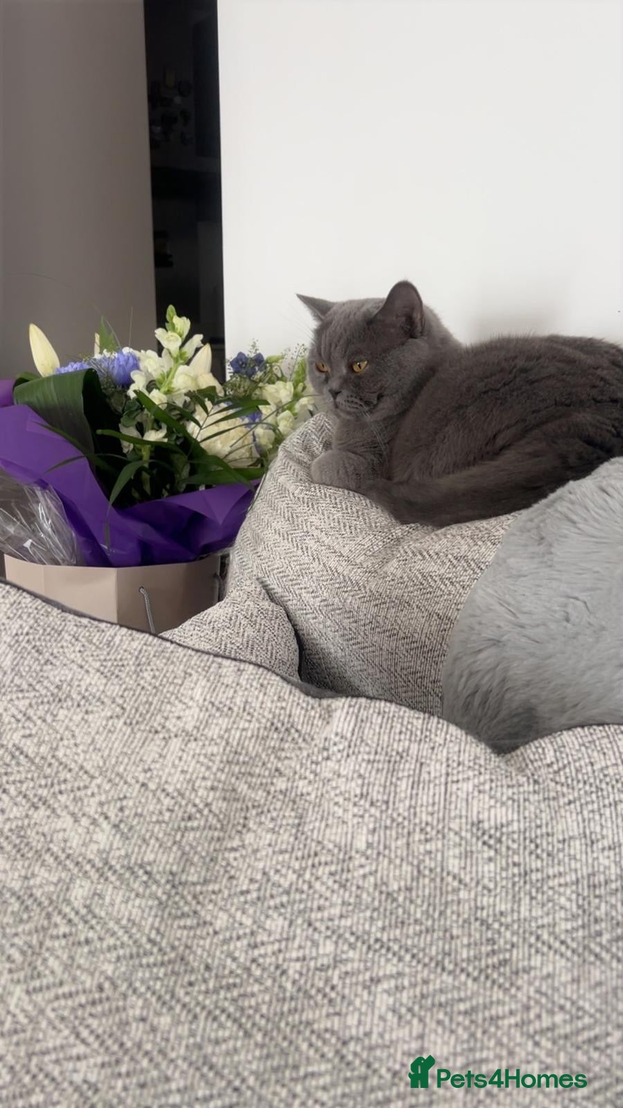 British Shorthair cats Charming British Shorthair with a Big Personality - Advert 2