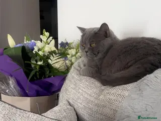 British Shorthair cats Charming British Shorthair with a Big Personality - Advert 16