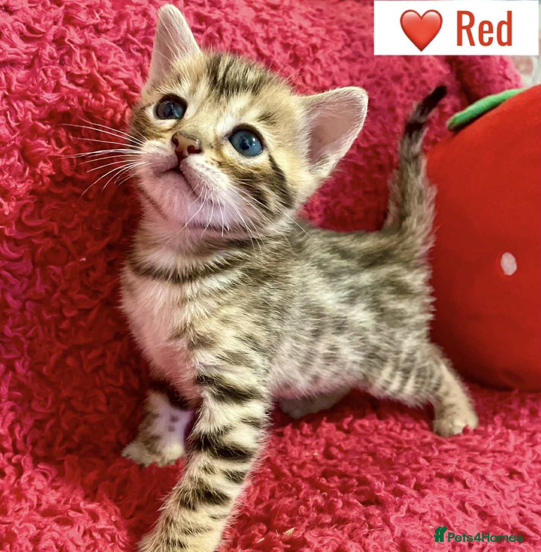 Bengal cats for sale: Beautiful Bengal Kittens  - Image 5