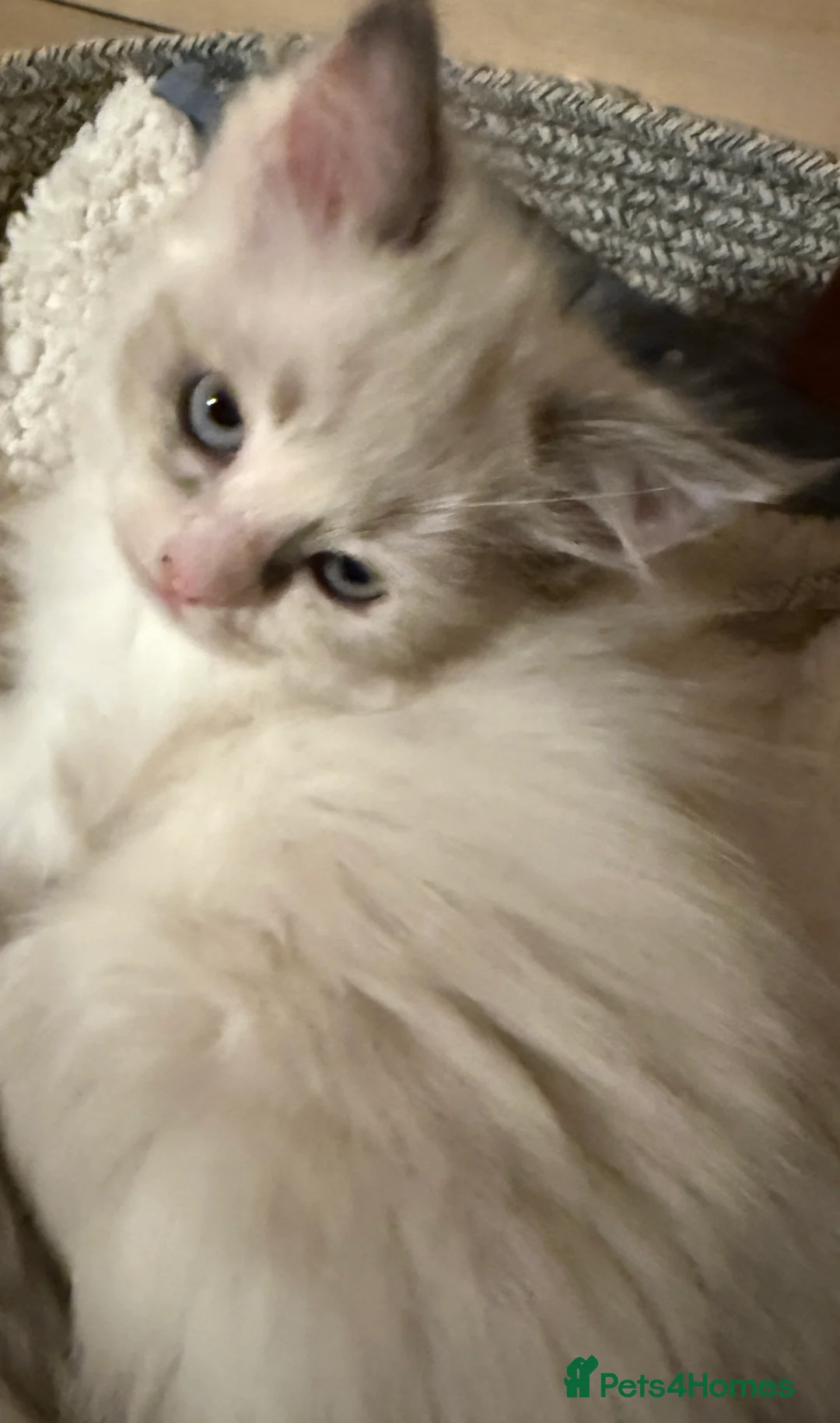 Ragdoll cats for sale: Female Ragdoll Kitten - Advert 5