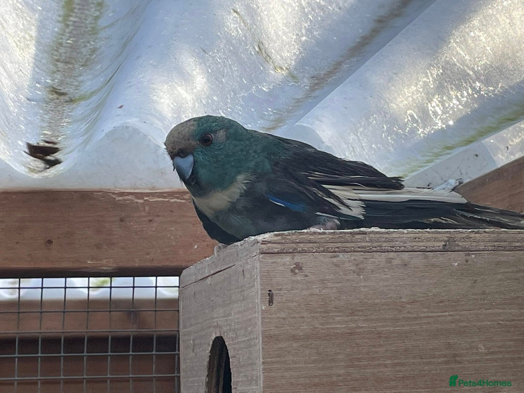 Parrots birds for sale: `Kakariki Pair of blues - Advert 2