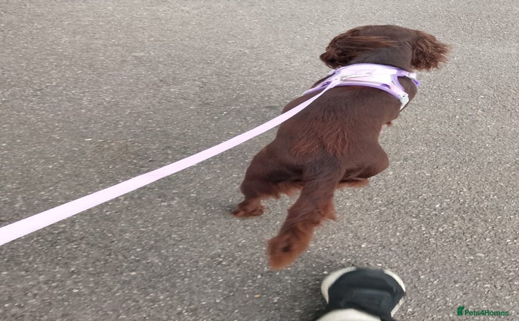 Cocker Spaniel dogs Year old female cocker spaniel - Advert 7