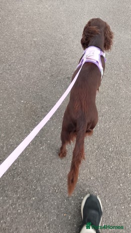 Cocker Spaniel dogs Year old female cocker spaniel - Advert 1