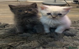 Ragdoll cats for sale: 3 blue lynx and 1  blue Ragdoll x Bengal kittens  - Image 19