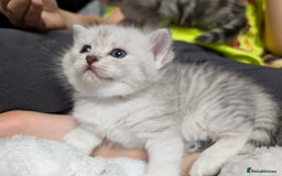 Ragdoll cats for sale: Ragdoll x Scottish straight  - Image 2