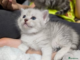 Ragdoll cats - Advert 2