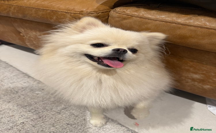 Pomeranian dogs - Advert 7