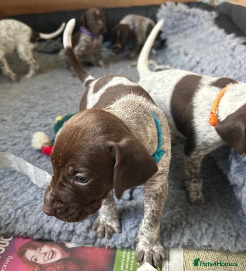German Shorthaired Pointer dogs Pure KC GSP Puppies for sale! (6 pups available) - Advert 2