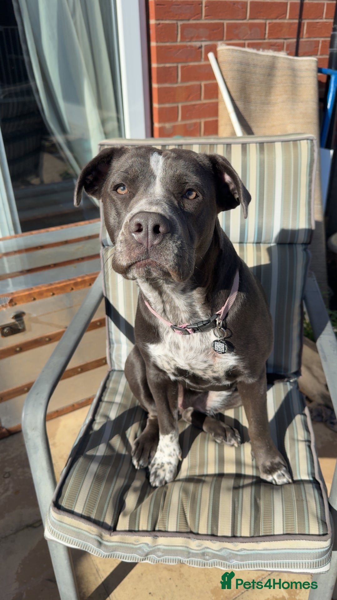 Mixed Breed dogs for sale: Bulldog x Staffie for rehoming.  - Image 28