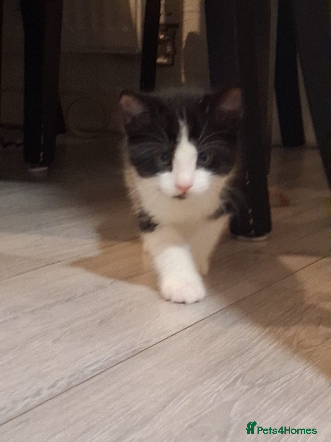 Mixed Breed cats for sale: Black and white 3 kittens for sale. 2 boys 1 girl. - Advert 7