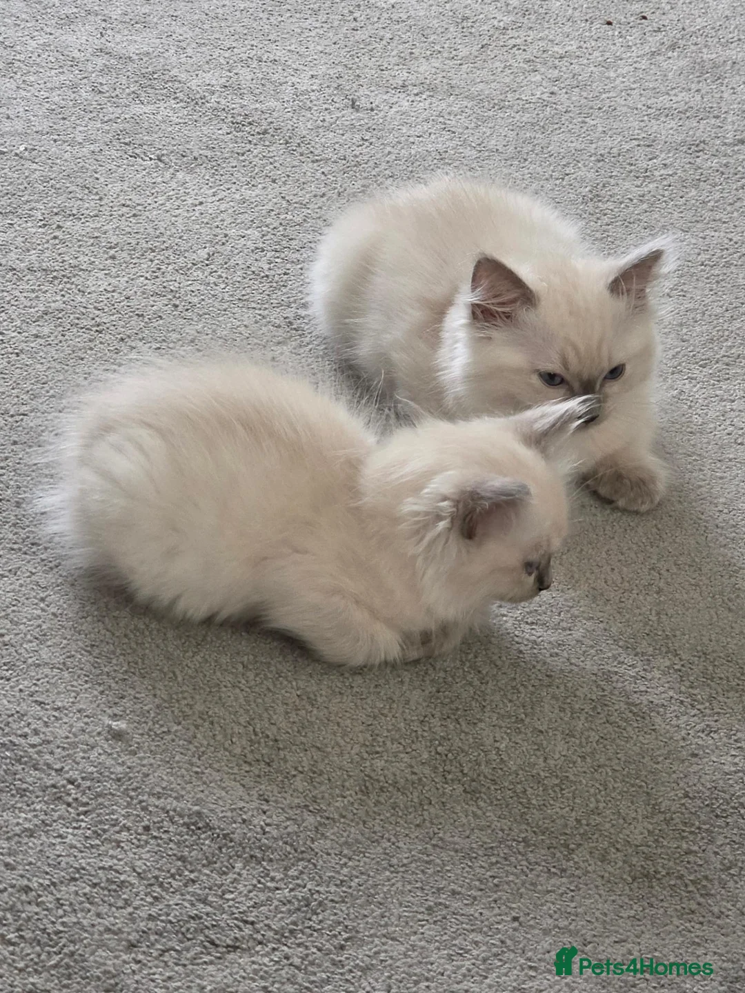 Ragdoll cats for sale: 2 female baby ragdolls  - Advert 2