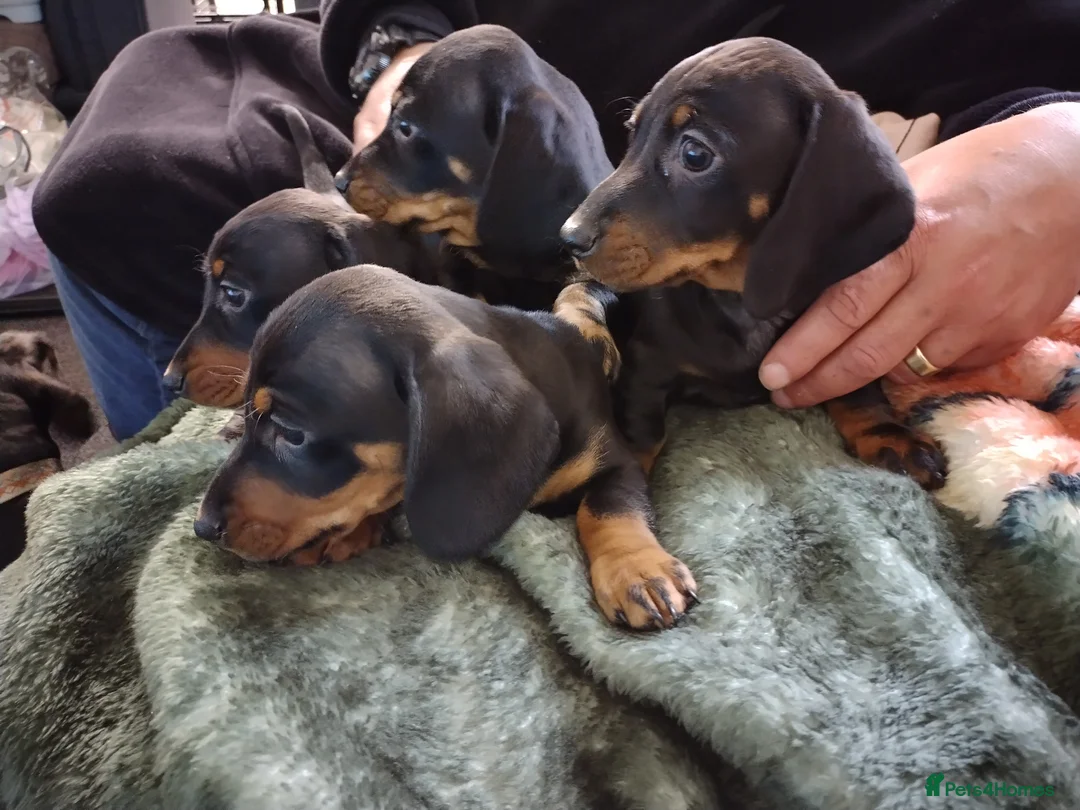 Miniature Dachshund dogs for sale: 4 dachshund puppies very cute KC reg pedigree  - Advert 2