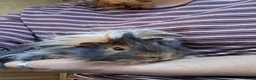 Guinea Pig rodents for sale: 2 stunning brother guinea pigs - Advert 8