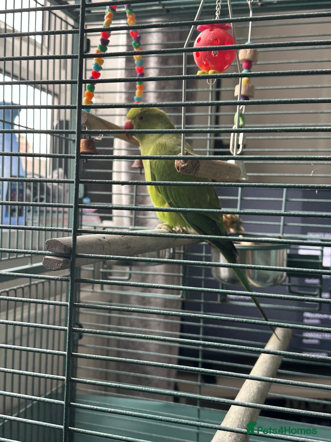 Ringnecks birds for sale: Ringo the Indian ringneck  - Image 4