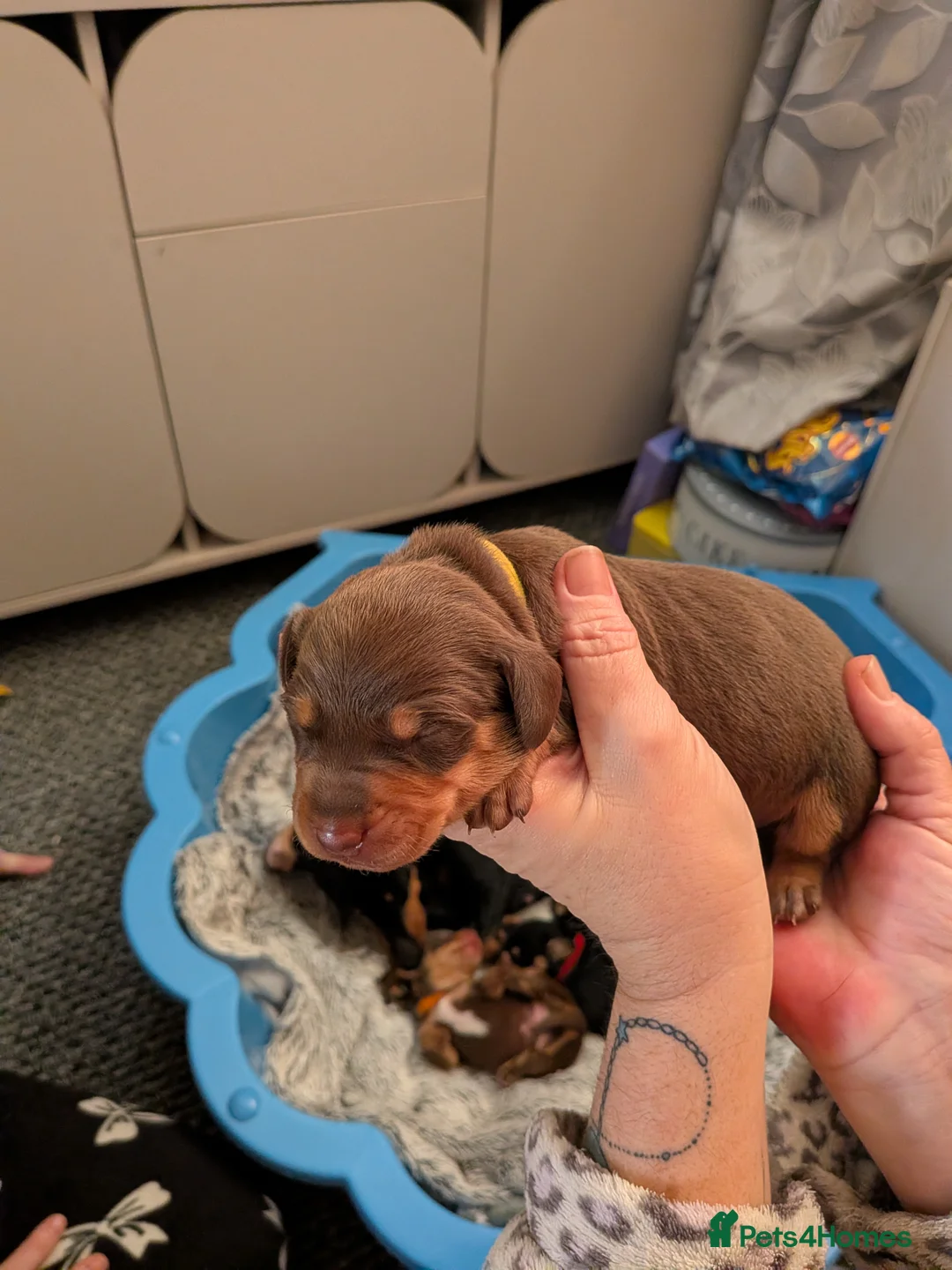 Dachshund dogs for sale: 5 Dachshunds for sale  - Advert 6