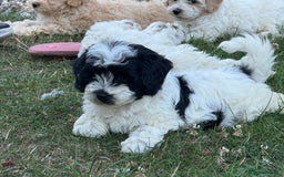 Maltipoo dogs for sale: 🌟 READY NOW 🌟 F1 Maltipoos  - Image 10