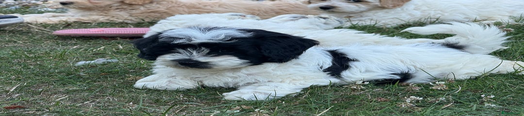 Dottie