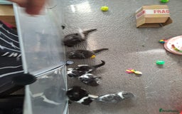Mixed Breed cats for sale: 4 Stunning kittens for sale - Image 3