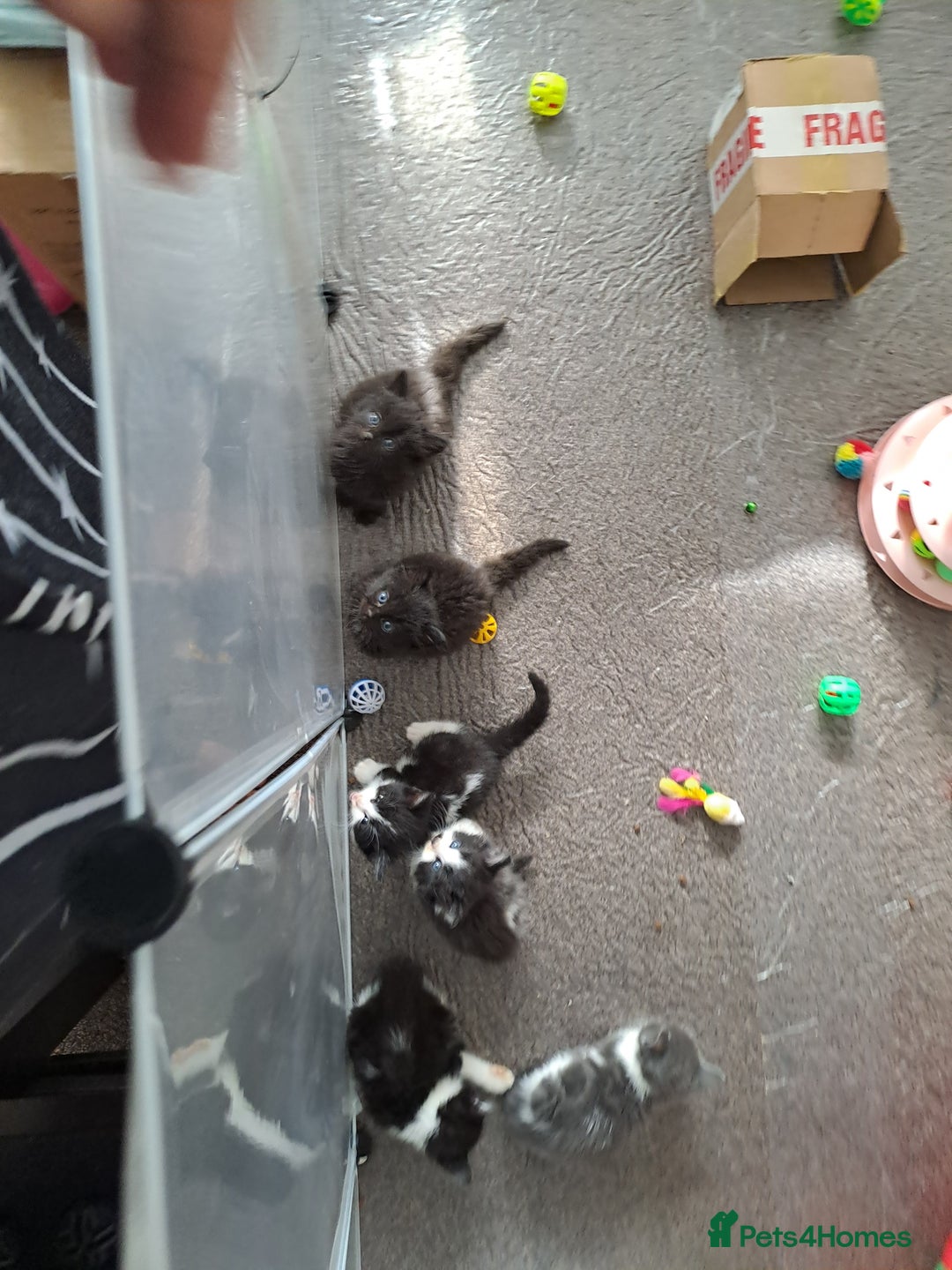 Mixed Breed cats for sale: 4 Stunning kittens for sale - Image 3
