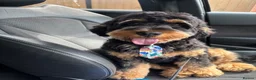 Cockapoo dogs for sale: Cockapoo 9 month old Pup in Doncaster - Advert 3