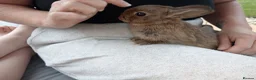 Mixed Breed rabbits for sale: Beautiful baby bunny for sale - Advert 3