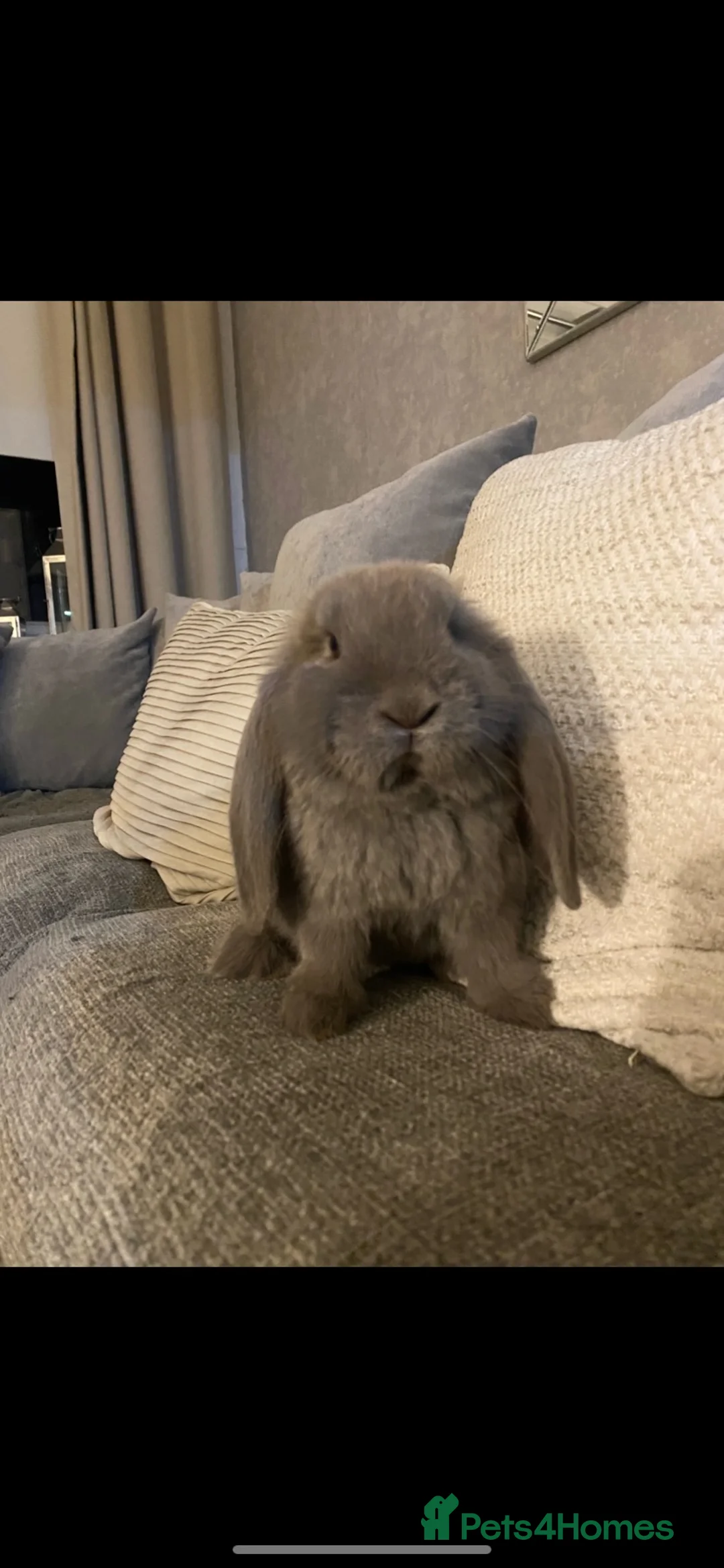 French Lop rabbits for sale: French lop last one of the litter  in Driffield - Advert 1