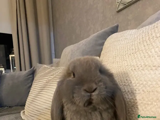 French Lop rabbits for sale: French lop last one of the litter - Advert 1